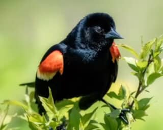 Red winged black bird